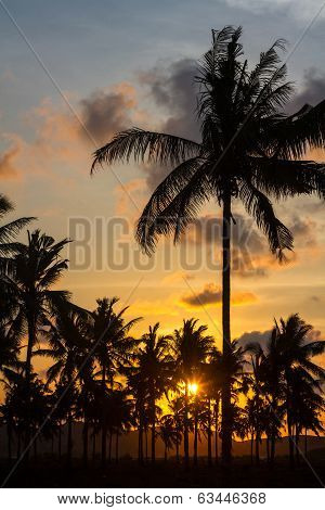 Palm Trees At Sunset Time.