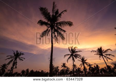 Palm Trees At Sunset Time.