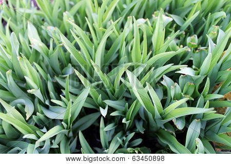 Day-lily