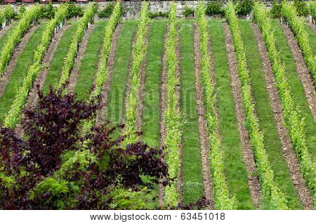 Vineyard in the famous wine making region - Loire Valley France