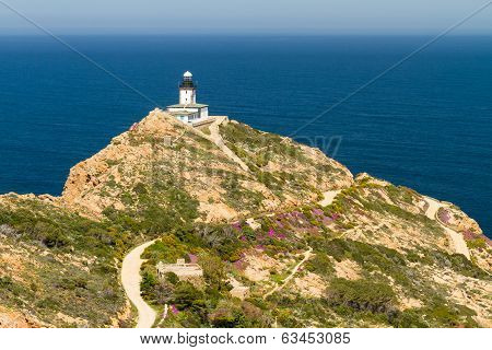 Revellata Lighthouse With Flowers And Maquis Near Calvi In Corsica