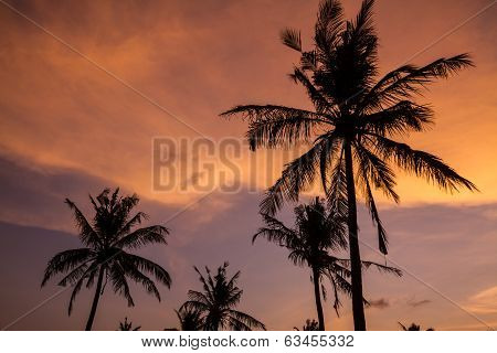 Palm Trees At Sunset Time.