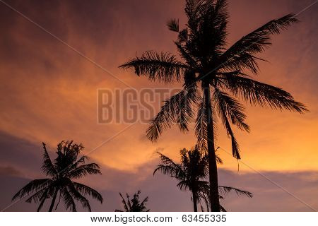 Palm Trees At Sunset Time.