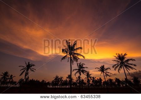Palm Trees At Sunset Time.