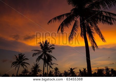 Palm Trees At Sunset Time.