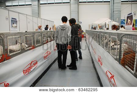 Rabbits Pens At Pollice Verde