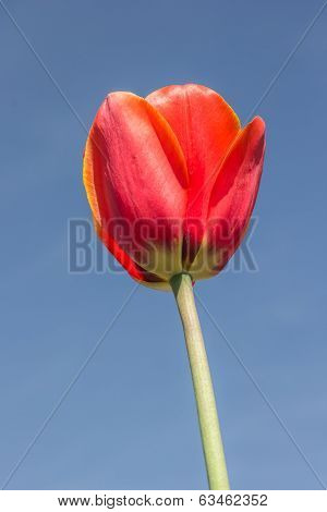 Single Red Tulip Against A Blue Sky