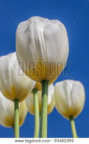 White Tulips Againt A Blue Sky