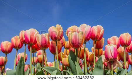 Pink And Yellow Tulips Against A Blue Sky