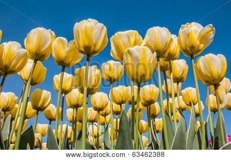 White And Yellow Tulips Against A Blue Sky