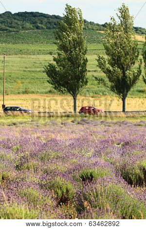 Lavender