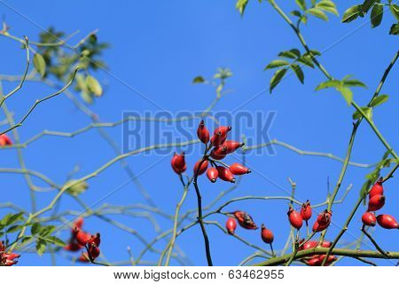 Rosehip