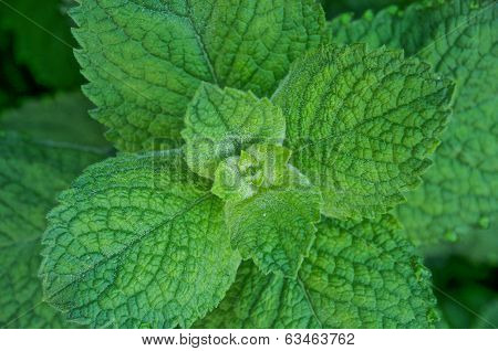 TEA LEAVES