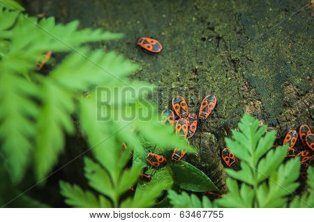 Firebugs on wooden bark