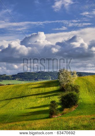 trees on the slope
