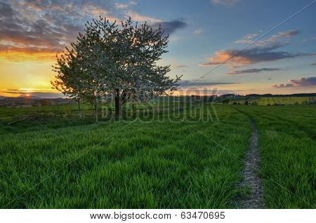 cherry tree at sunset