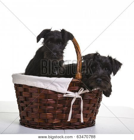 Two black miniature schnauzer puppies.
