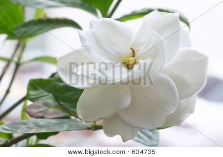 Fioritura Gardenia