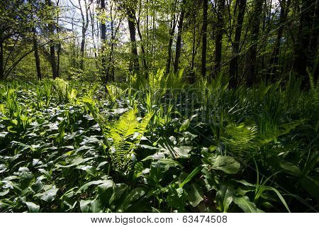 Fern forest