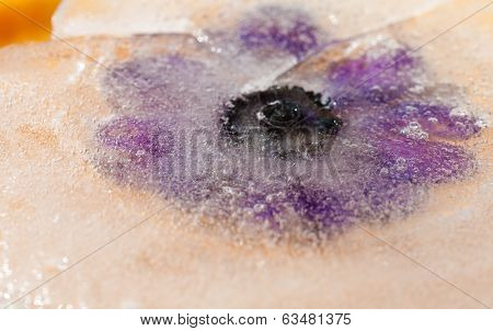 Frozen Flowers