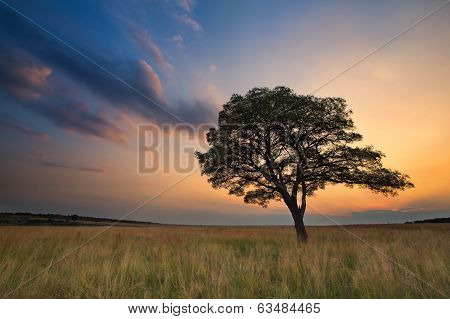 Lovely Grasland Sunset With Tree And Bright Colours Clouds