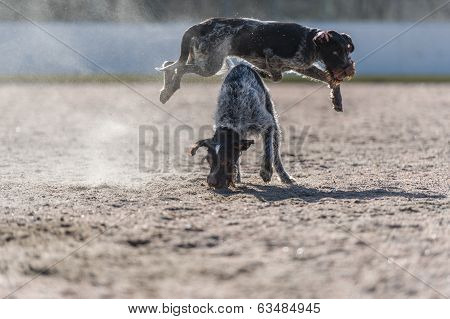 German Wire-haired Pointer