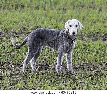 Bedlington Terrier Standing In A Field