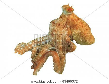 Whitespotted Octopus isolated on white background