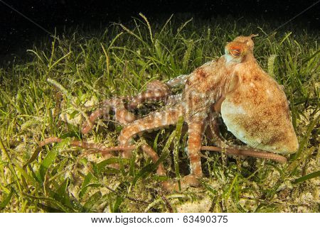 Whitespotted Octopus hunting on seagrass
