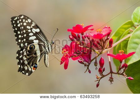 Citrus Swallow-tail Butterfly Drinking Nectar From Red Flowers