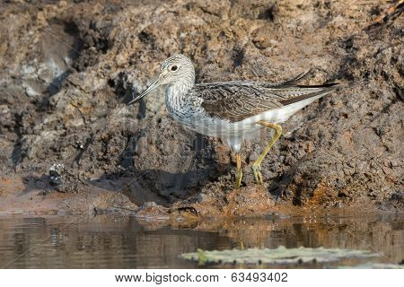 Common Greenshank (tringa Nebularia) On A Muddy Bank