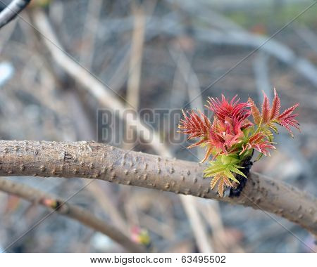 First Leaves In The Spring.