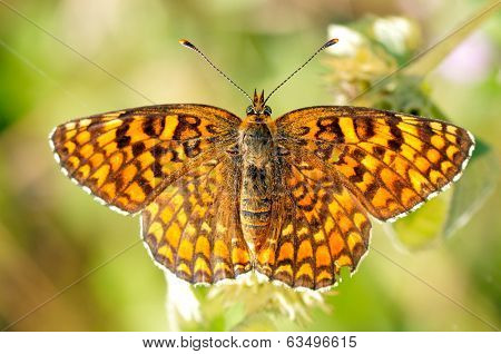 butterfly in natural habitat in spring (melitaea aethera)
