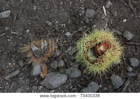Ripe Chestnut