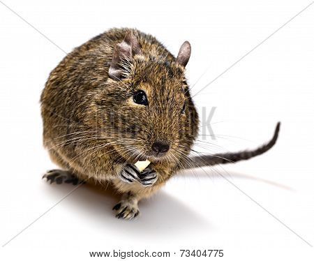 Degu