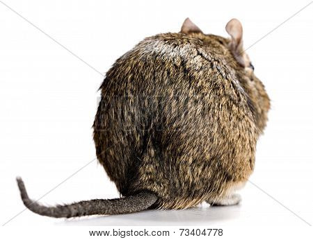 Degu Back View