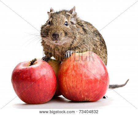 Degu