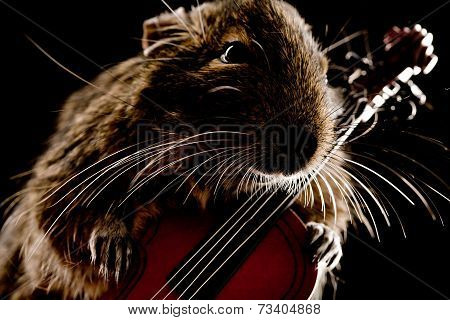 Musical Degu