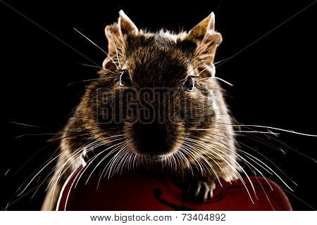 Musical Degu