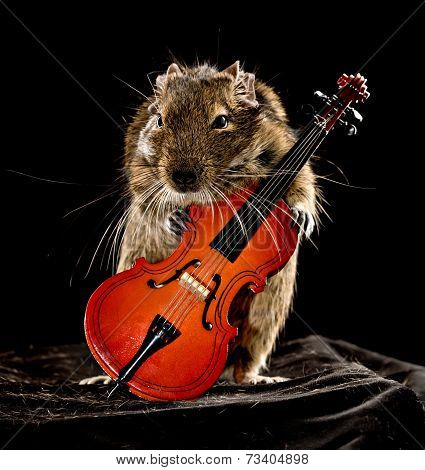 Musical Degu