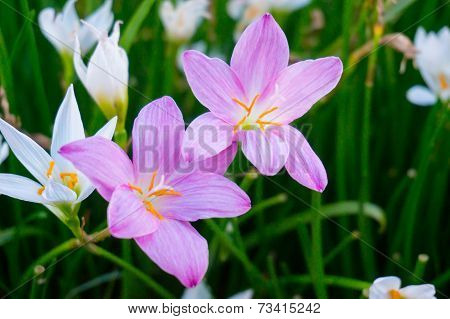 Flower