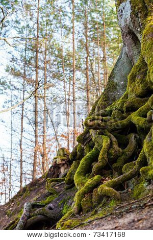 Closeup Of Tangled Tree Roots Covered With Green Moss
