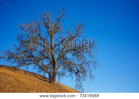 Golden Oak On Hillside