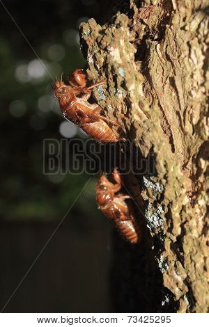 Cicada Shells Attached To A Tree Trunk