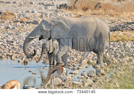 Elephant Mother And Calf At Okaukeujo