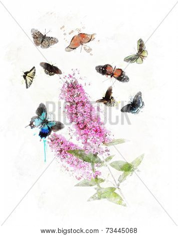 Watercolor Digital Painting Of Buddleja (Butterfly Bush) With Butterflies