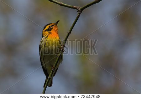 Blackburnian Warbler