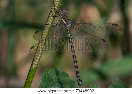 Great Spreadwing
