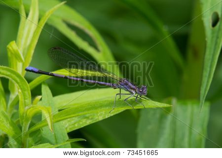 Variable Dancer