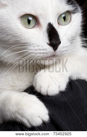closeup portrait white cat with black nose